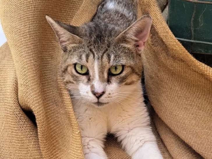 À accueillir : chatte tigrée blanche