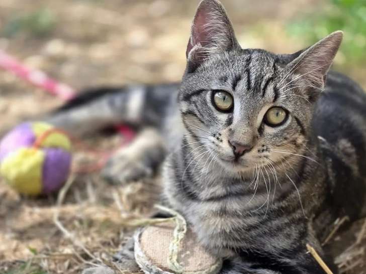 En quête d’un foyer : chat âgé d'un an