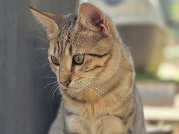 Adoption disponible : chat au pelage tigré