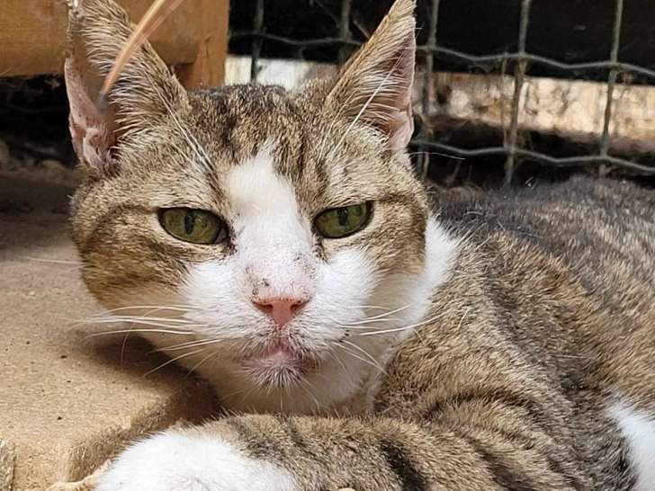 À la recherche d'une famille : chat âgé de 11 ans
