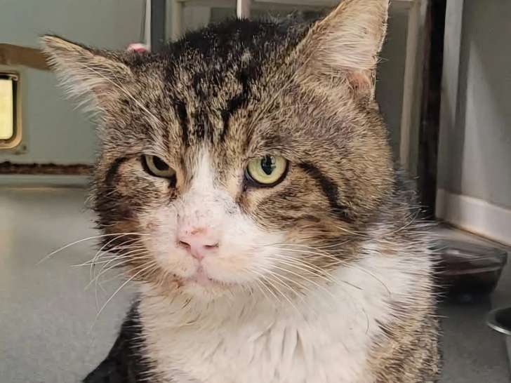 Chat tigré blanc à adopter