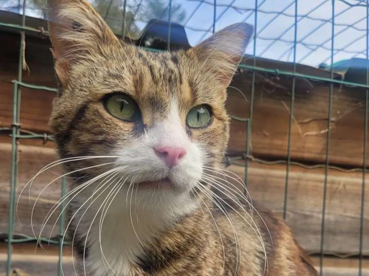 Chat âgé de 8 ans disponible à l'adoption