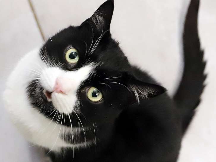 Chat noir et blanc en attente d'adoption