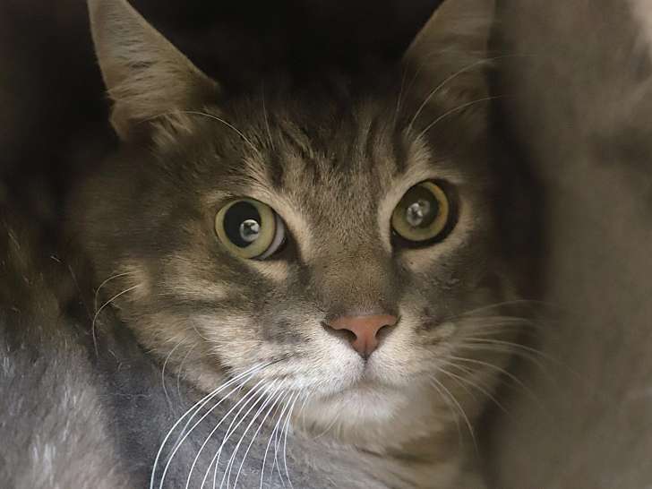 Chat âgé de 5 ans prêt pour l’adoption