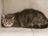 Chatte de 5 ans en attente d’une famille