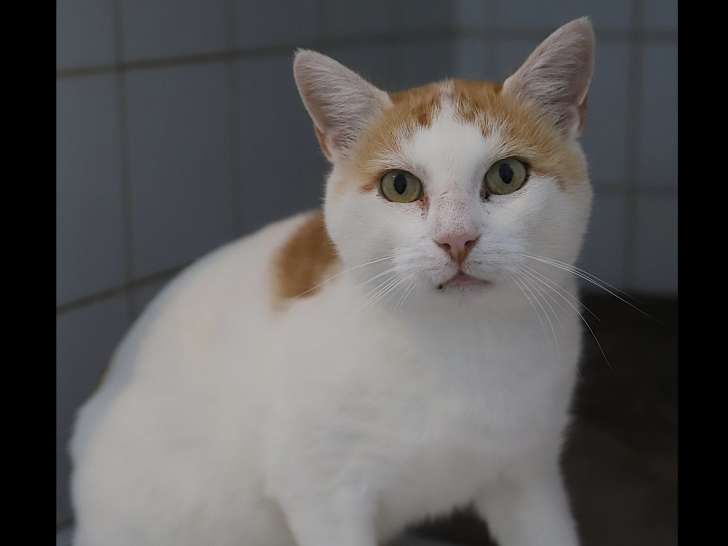Chat roux et blanc à accueillir
