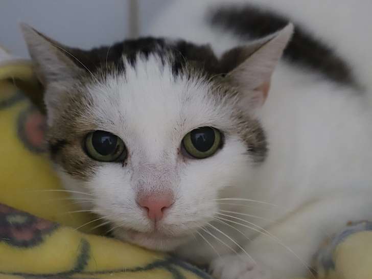 Chat tigré blanc en quête d'une famille