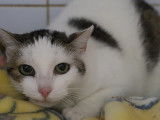 Chat tigré blanc en quête d'une famille