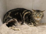 Adoption disponible : chat âgé d'un an