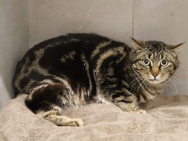 Adoption disponible : chat âgé d'un an