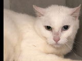 À la recherche d’un foyer : chatte de 5 ans