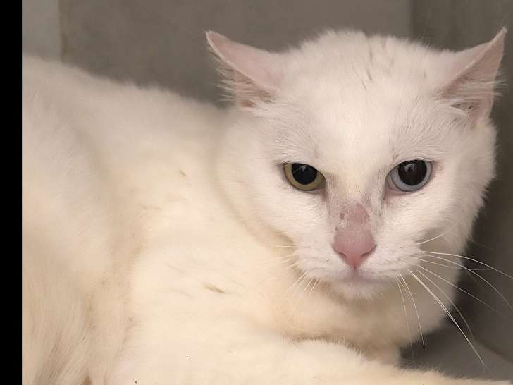 À la recherche d’un foyer : chatte de 5 ans