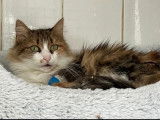À adopter, chatte tricolore