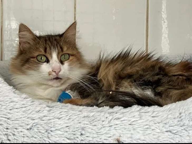 À adopter, chatte tricolore