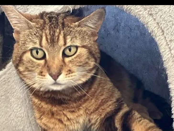 Disponible à l'adoption, chatte de couleur tigrée