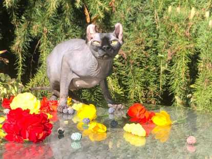 Chatte Elf-Cat noire aux yeux jaunes de 16 mois à vendre