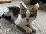 Ancolie, petite chatte à adopter en association