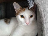 La belle Aby, chatte blanc et roux à adopter en association
