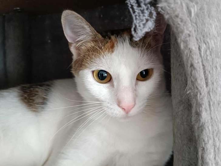 La belle Aby, chatte blanc et roux à adopter en association
