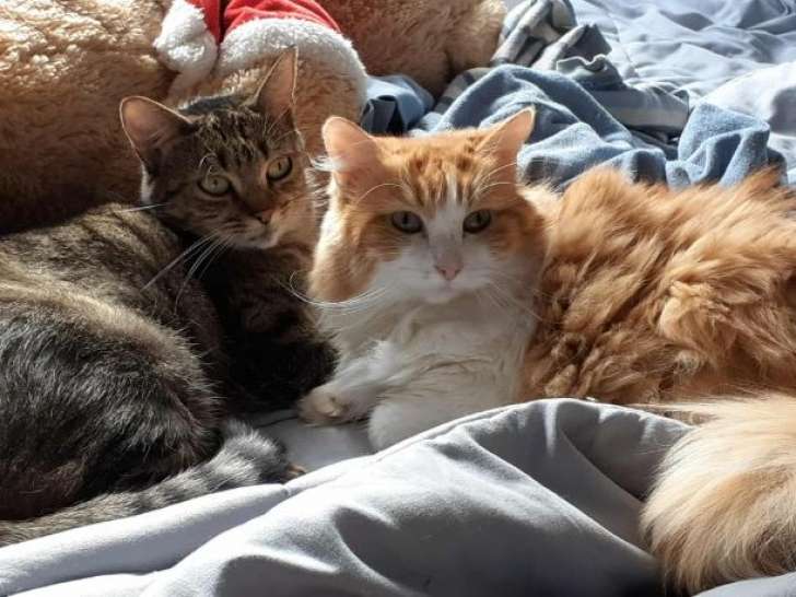 Tropicana et Inox, 2 chats à adopter en duo en association