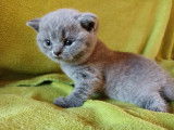 Chatons British Shorthair LOOF à réserver
