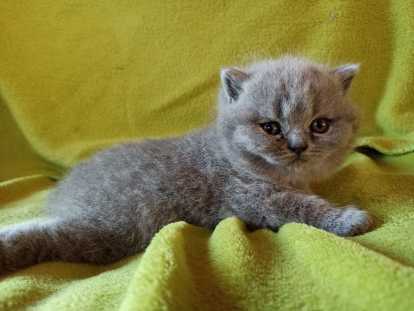 Chatons British Shorthair LOOF à réserver