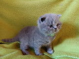 Chatons British Shorthair LOOF à réserver