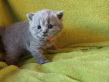 Chatons British Shorthair LOOF à réserver