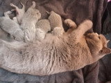 Chatons British Shorthair LOOF à réserver