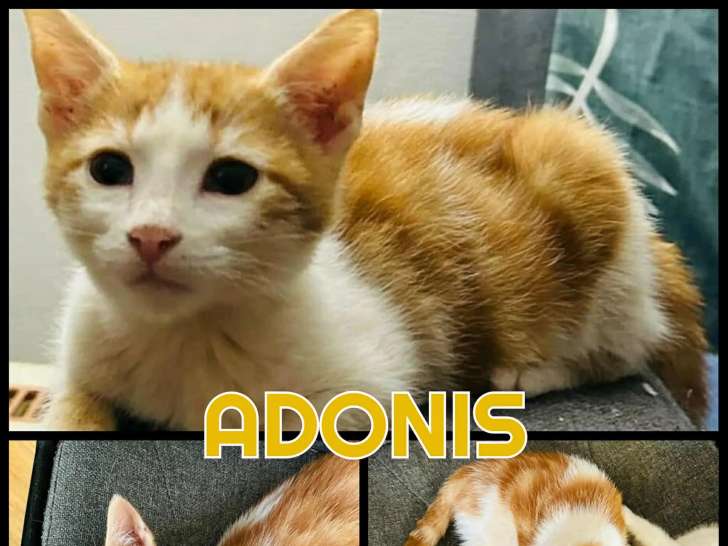 En attente d'adoption : chaton mâle roux et blanc