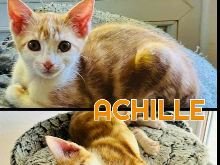 Prêt pour l’adoption : chaton mâle de 4 mois