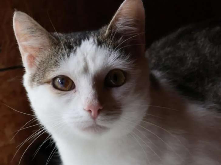 En attente d’une famille : chat âgé d'un an