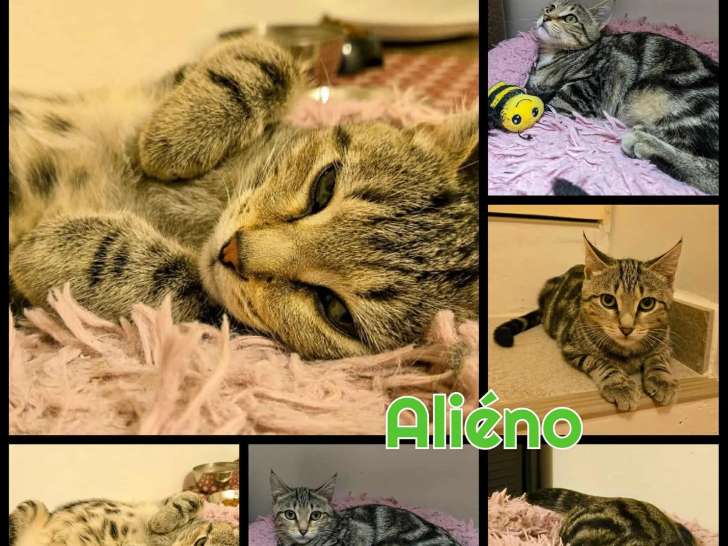 À accueillir : chaton mâle tigré