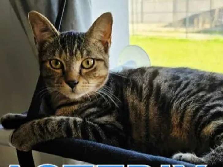 En quête d'un foyer : chaton mâle de 5 mois