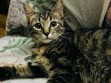 Adoption disponible : chaton mâle à la fourrure tigrée