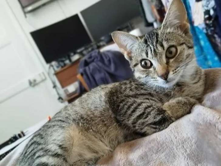 À la recherche d'une famille : chatonne de 4 mois