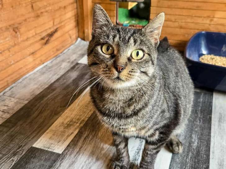 Chatte tigrée à adopter