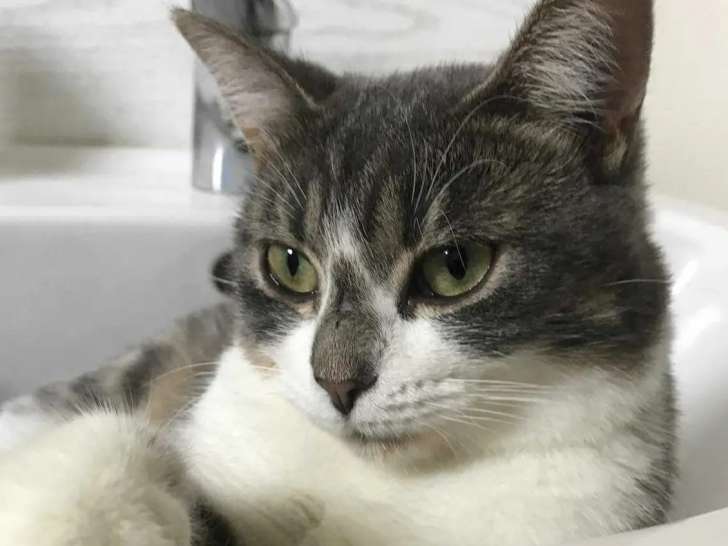 Chatte tigrée blanche disponible à l'adoption