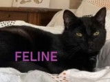Chatte noire en attente d'adoption