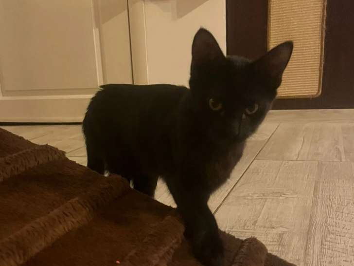 Chaton mâle de 5 mois prêt pour l'adoption