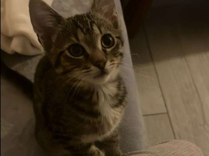 Chaton mâle de 4 mois en attente d’une famille