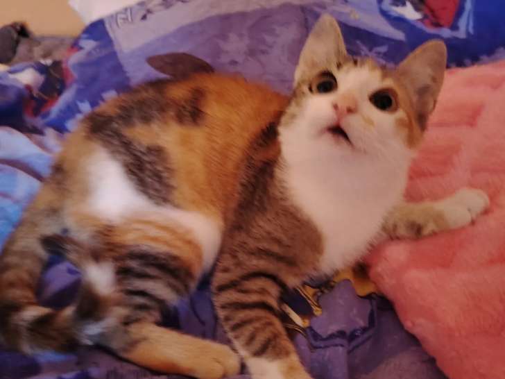 Chaton femelle tricolore à accueillir