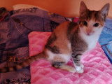 Chaton femelle tricolore à accueillir