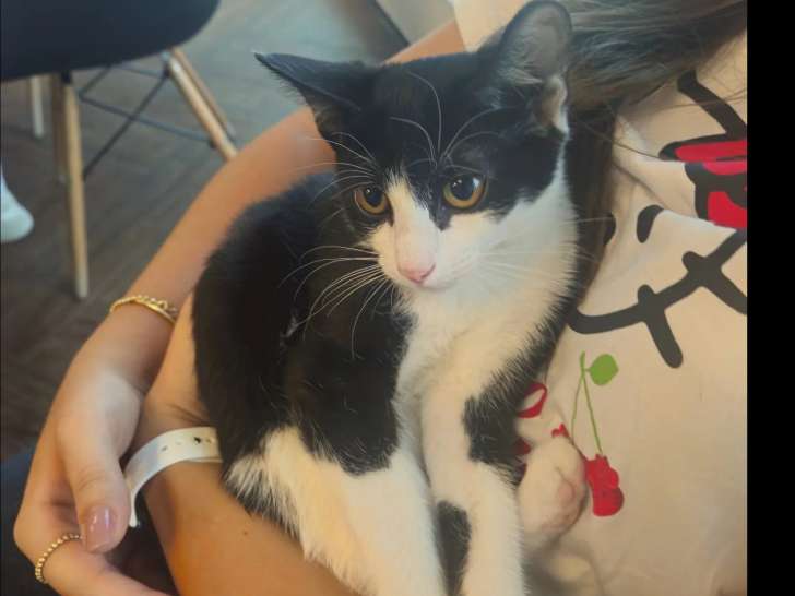 Chatonne noire et blanche en quête d'un foyer