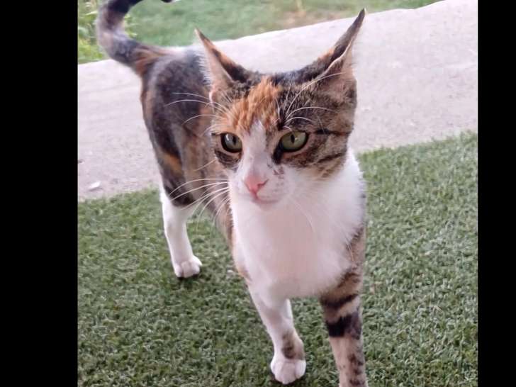 Adoption disponible : chatte d’un an