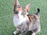 Adoption disponible : chatte d’un an