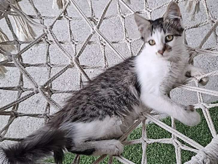 Chaton femelle gris et blanc à la recherche d'une famille