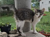 Chaton femelle gris et blanc à la recherche d'une famille