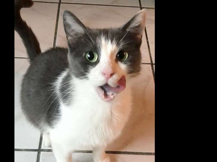À adopter, chatte noire et blanche