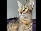 Disponible à l'adoption, chatte tigrée